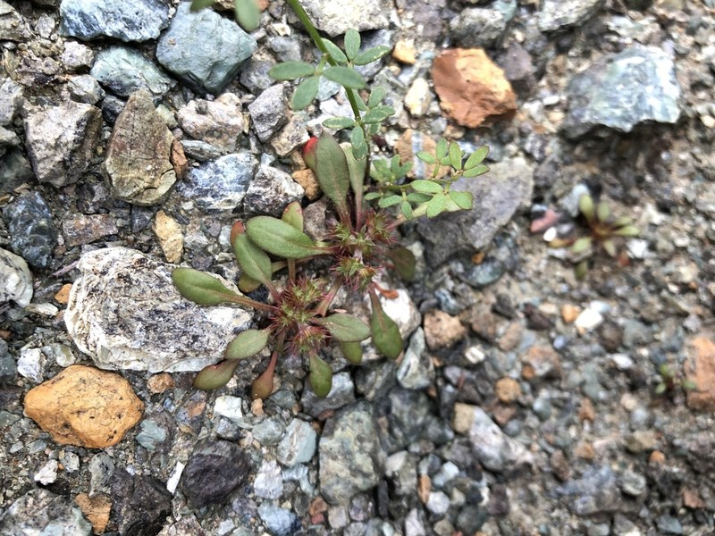 Chorizanthe aphanantha photo 7