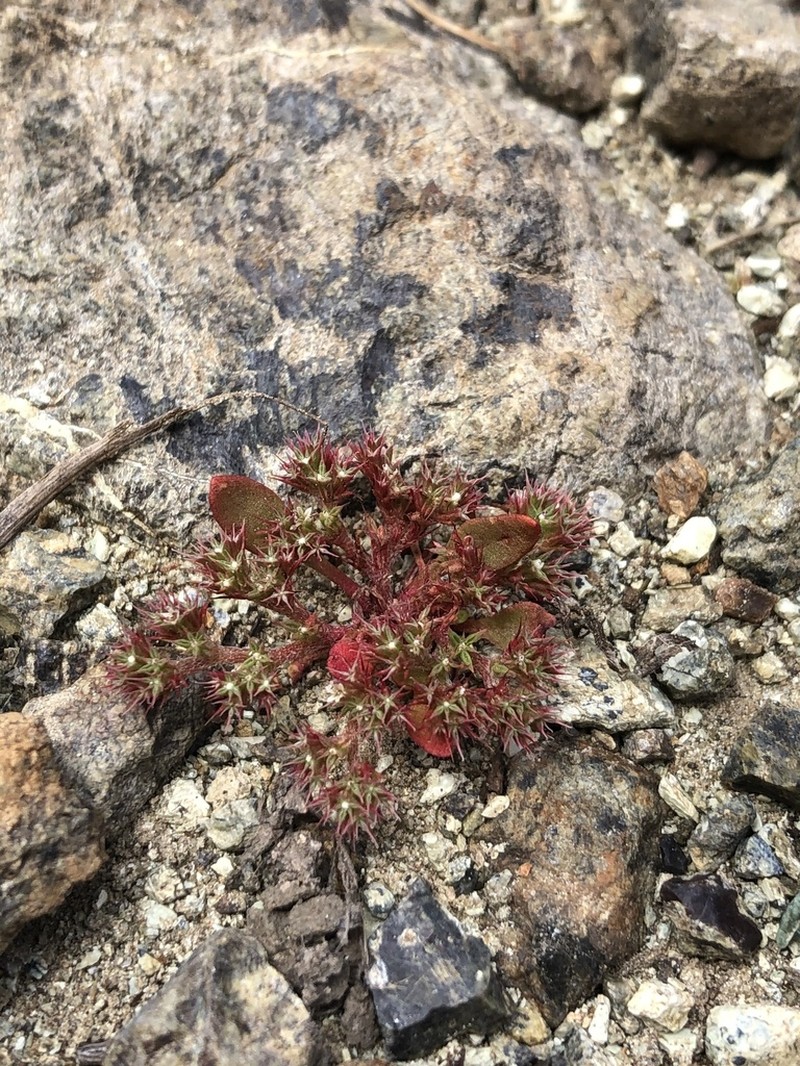 Chorizanthe aphanantha photo 8