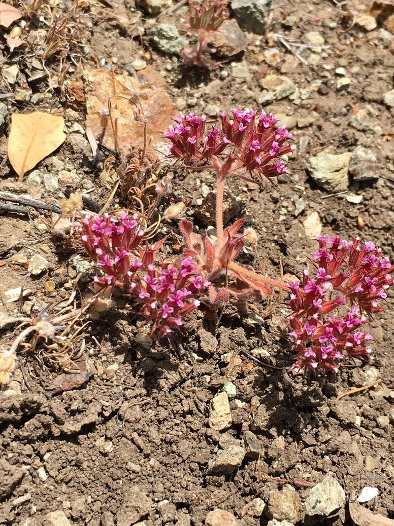 Twolobe Spineflower