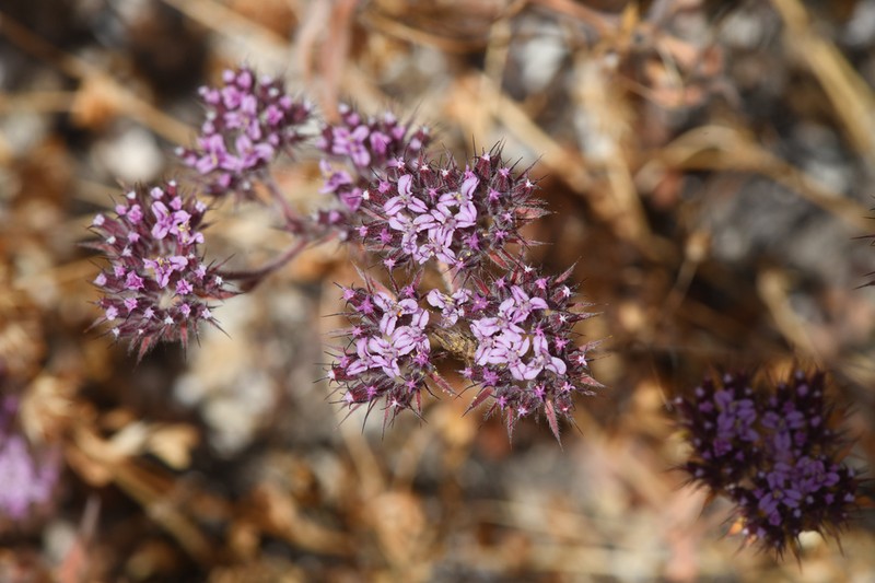 Twolobe Spineflower photo 2