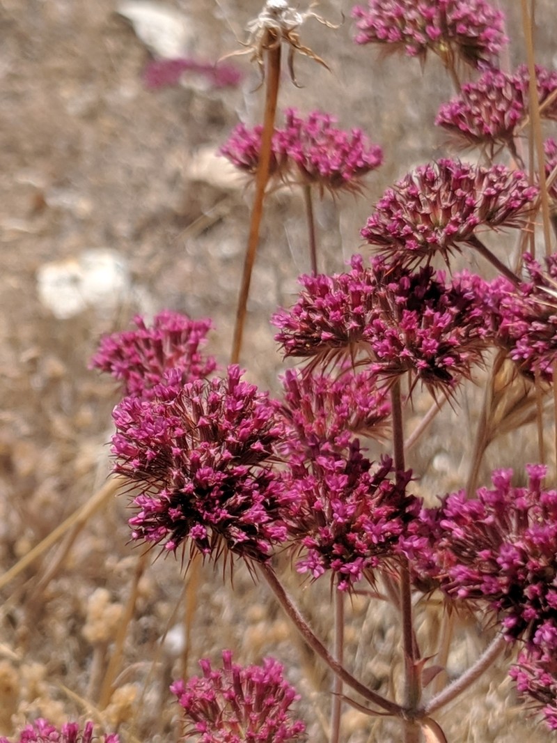 Twolobe Spineflower photo 4