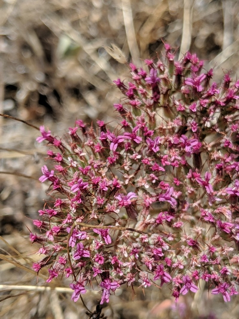 Twolobe Spineflower photo 5