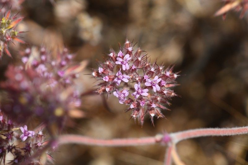Twolobe Spineflower photo 6