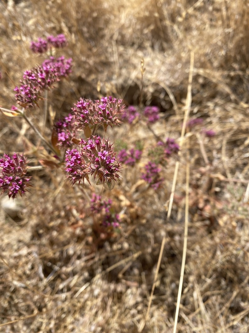 Chorizanthe biloba var. biloba