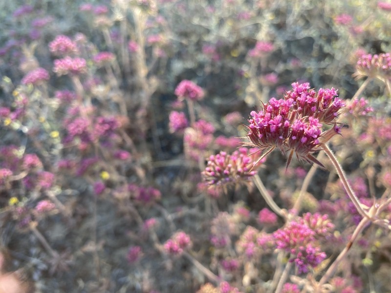 Chorizanthe biloba var. biloba photo 2