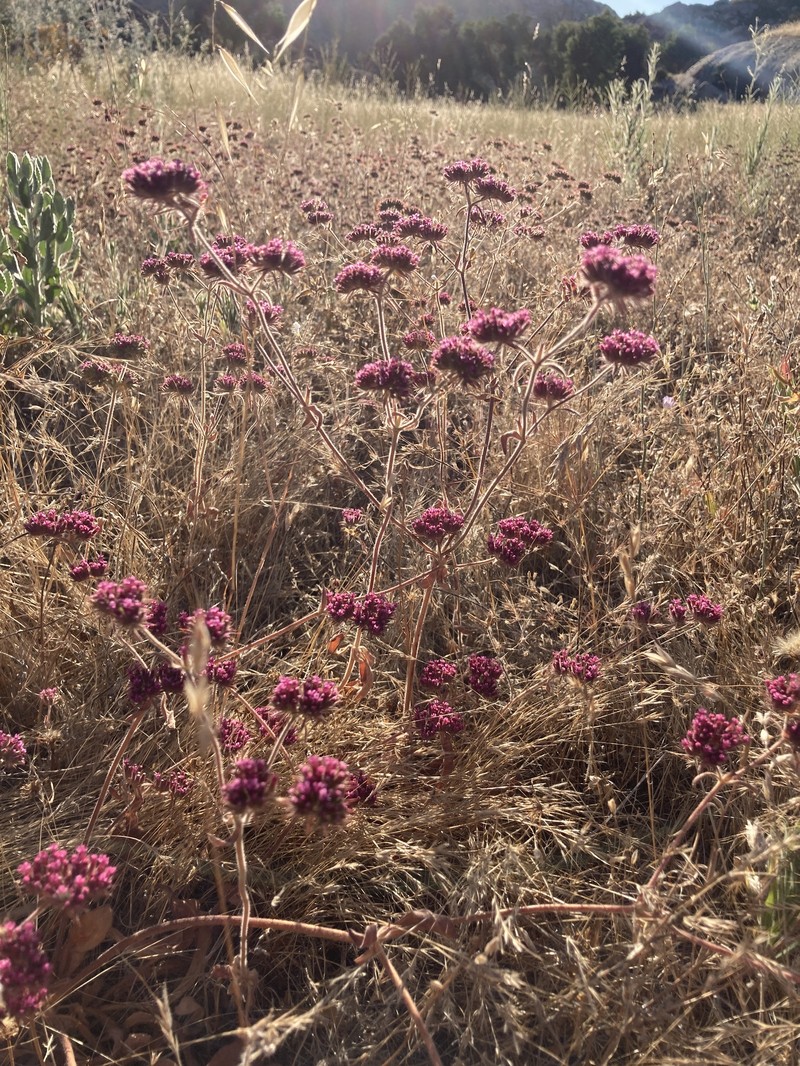 Chorizanthe biloba var. biloba photo 4