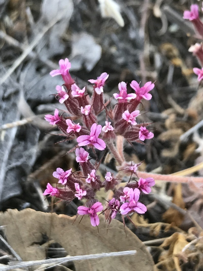 Chorizanthe biloba var. biloba photo 5