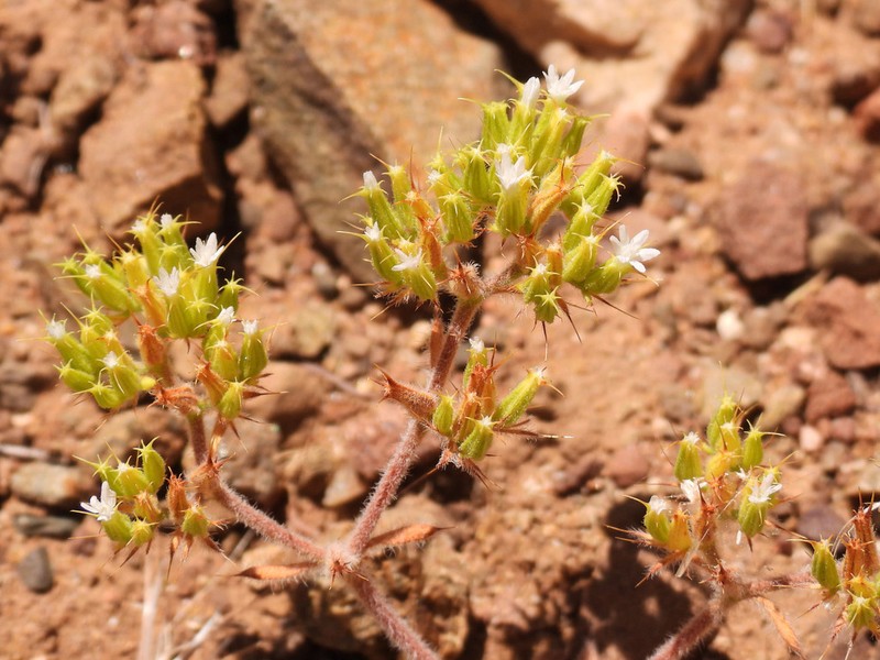 Blakley's Spineflower photo 2