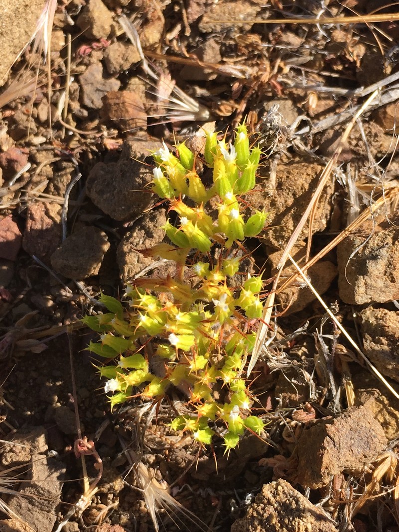 Blakley's Spineflower photo 3