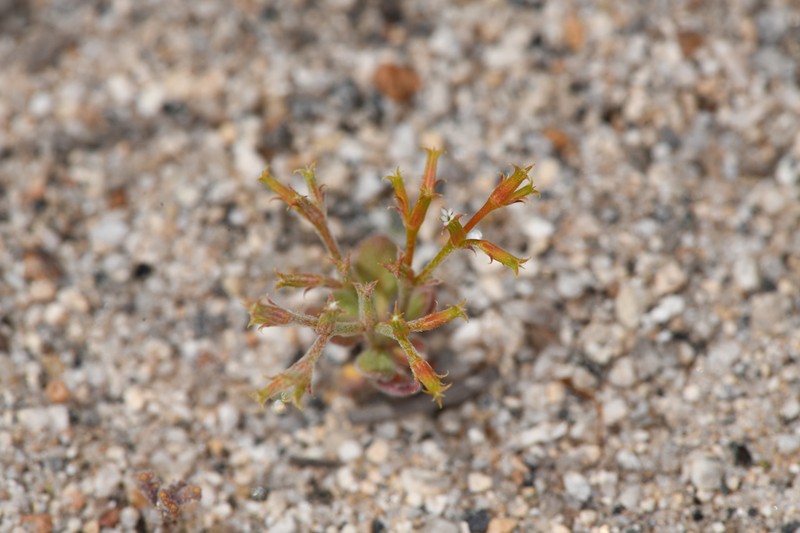 Brittle Spineflower photo 3