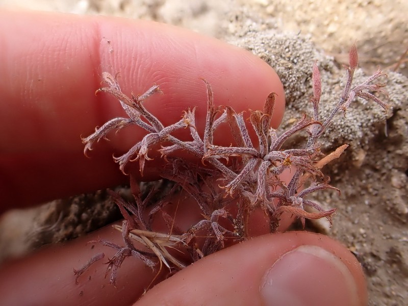 Brittle Spineflower photo 5