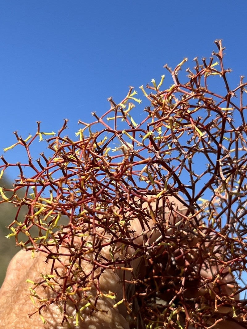 Brittle Spineflower photo 7
