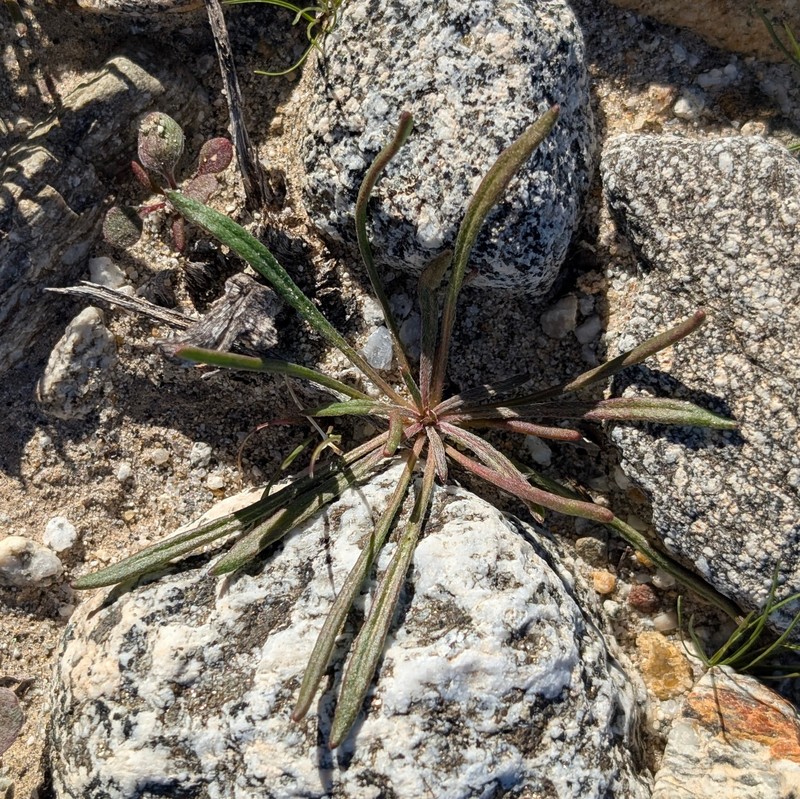 Chorizanthe brevicornu var. brevicornu