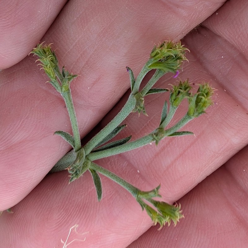 Chorizanthe brevicornu var. brevicornu photo 2