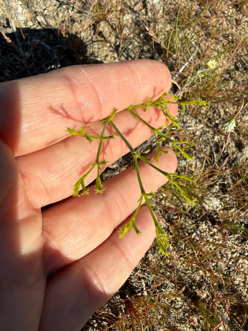 Chorizanthe brevicornu var. brevicornu photo 3