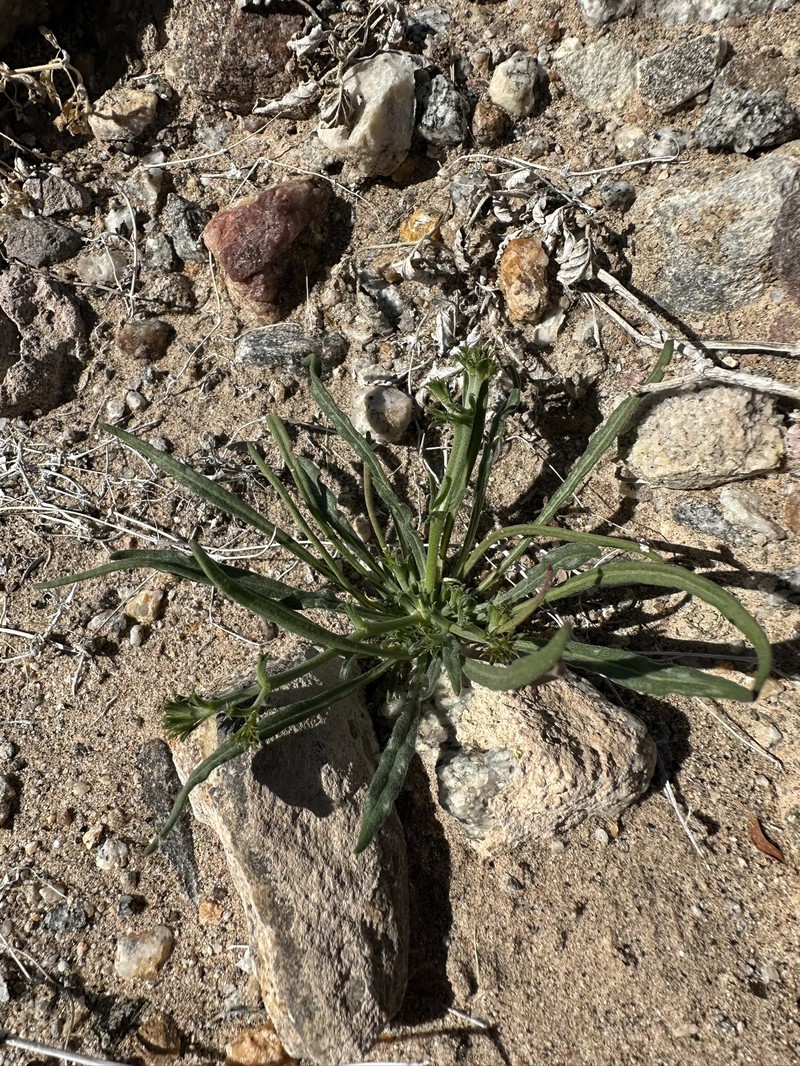 Chorizanthe brevicornu var. brevicornu photo 6