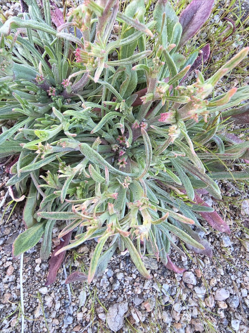 Chorizanthe brevicornu var. brevicornu photo 8