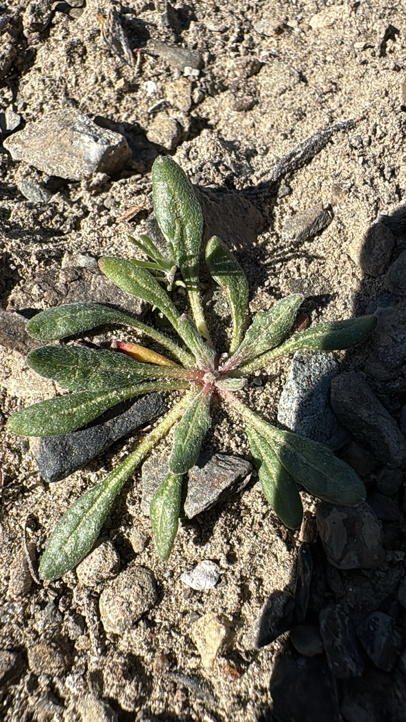 Chorizanthe brevicornu var. spathulata