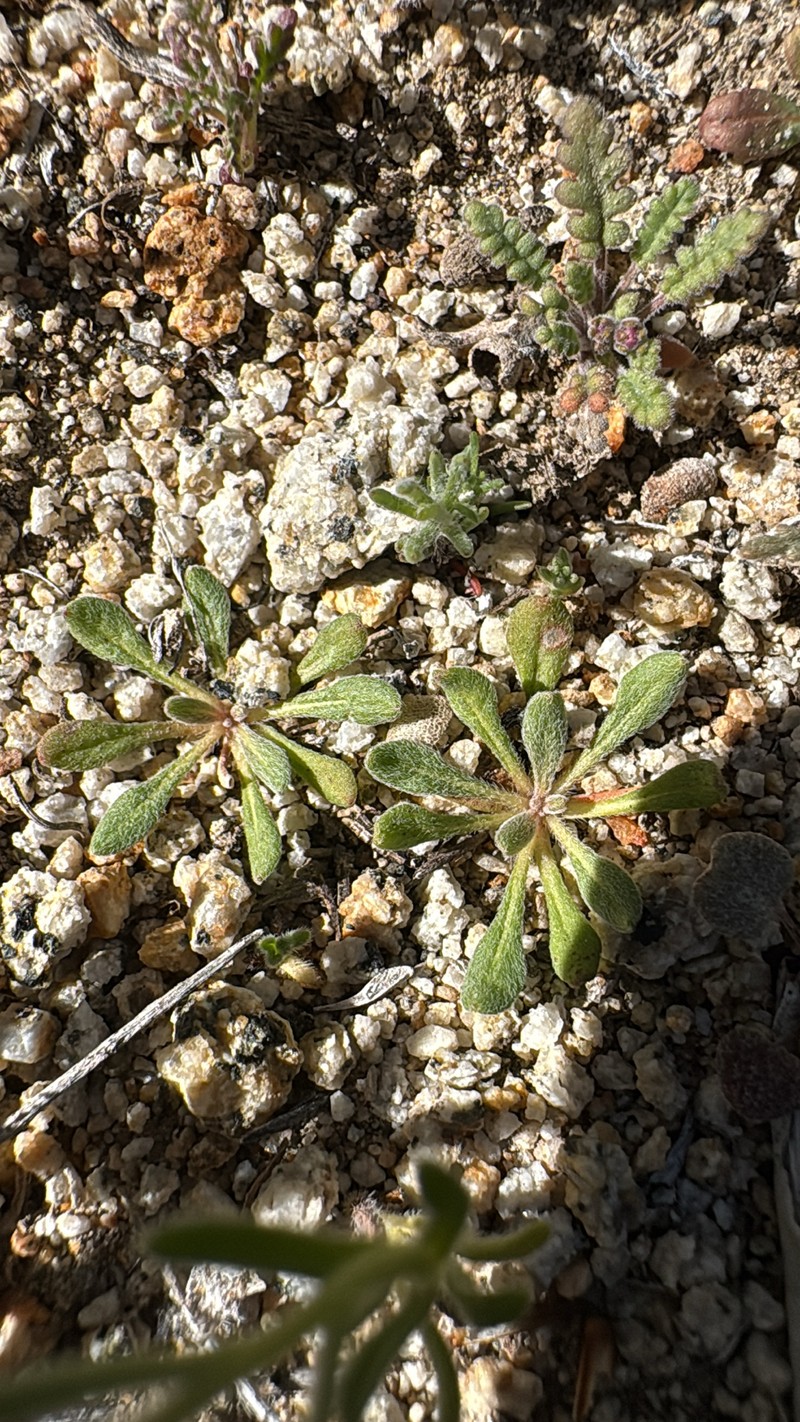 Chorizanthe brevicornu var. spathulata photo 2