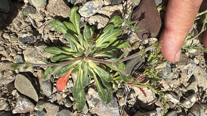 Chorizanthe brevicornu var. spathulata photo 3