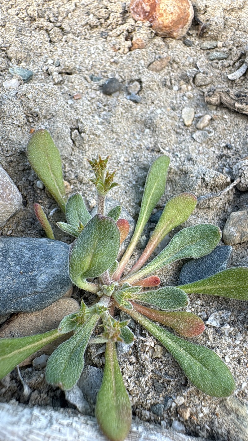 Chorizanthe brevicornu var. spathulata photo 4