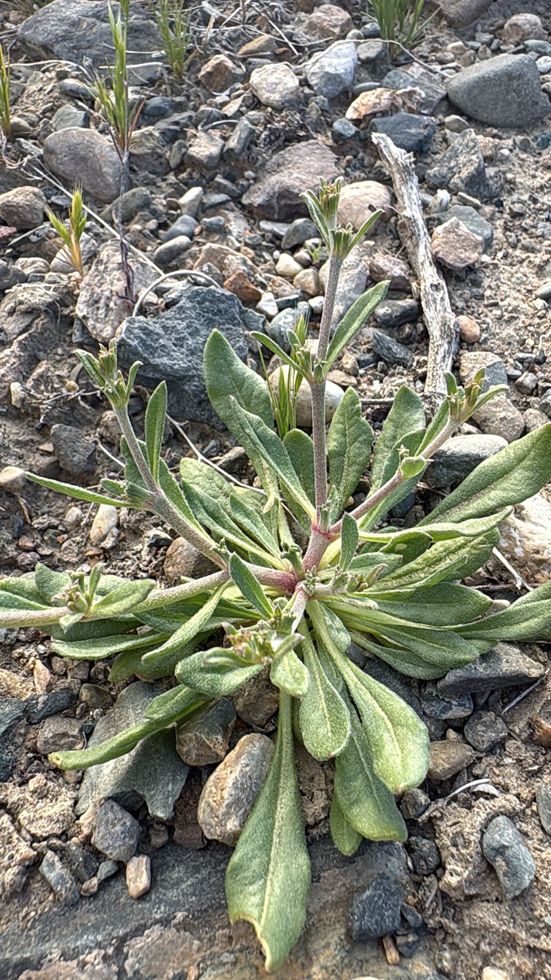 Chorizanthe brevicornu var. spathulata photo 5