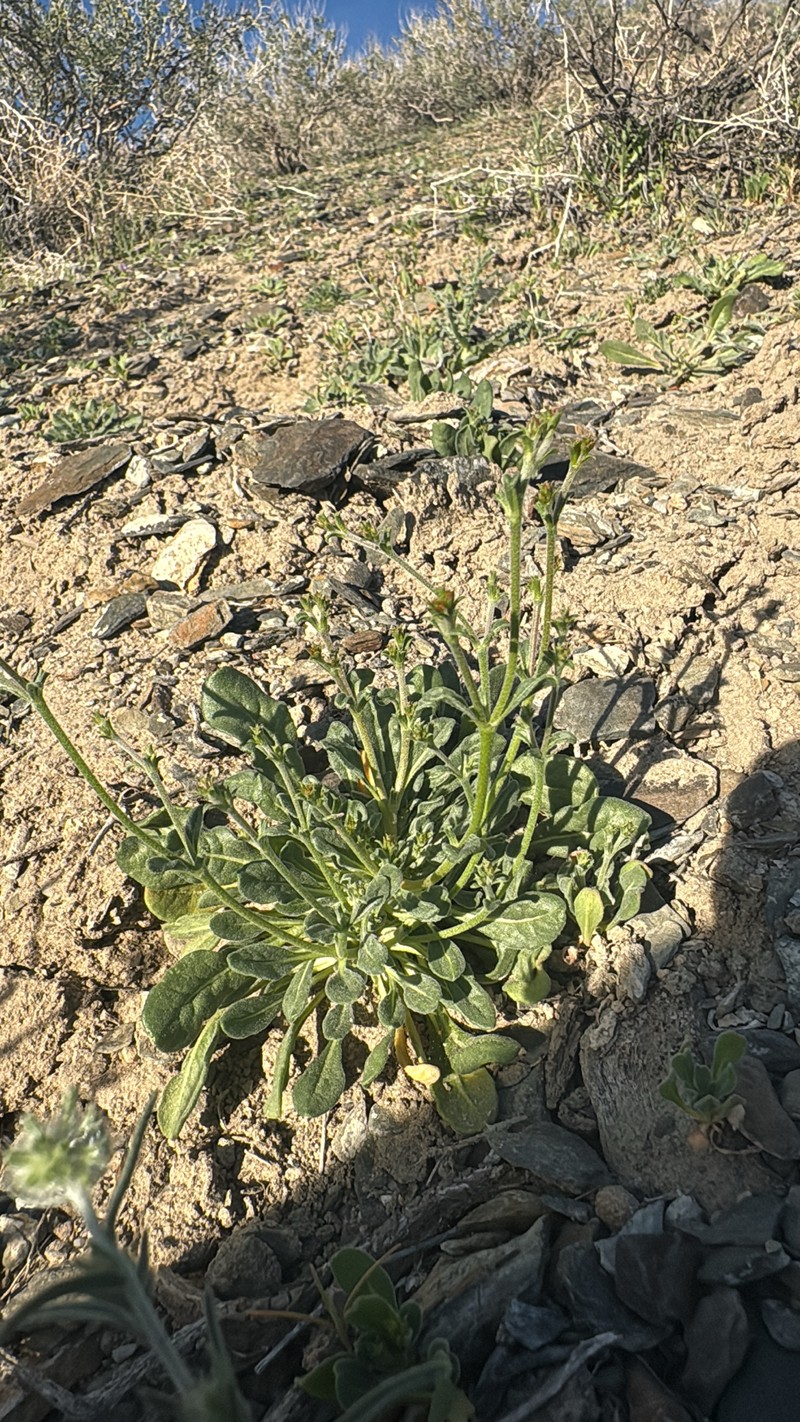 Chorizanthe brevicornu var. spathulata photo 6