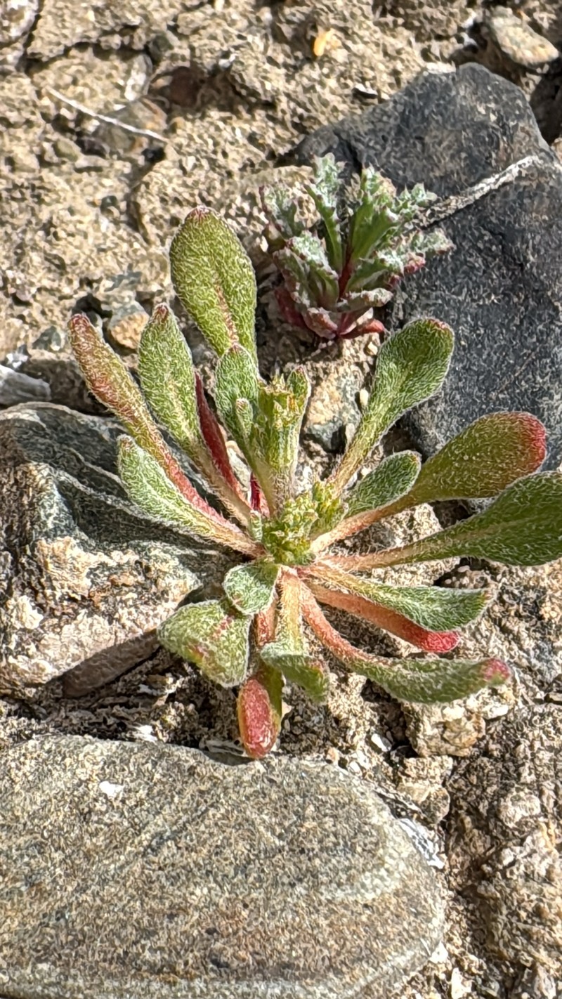 Chorizanthe brevicornu var. spathulata photo 7