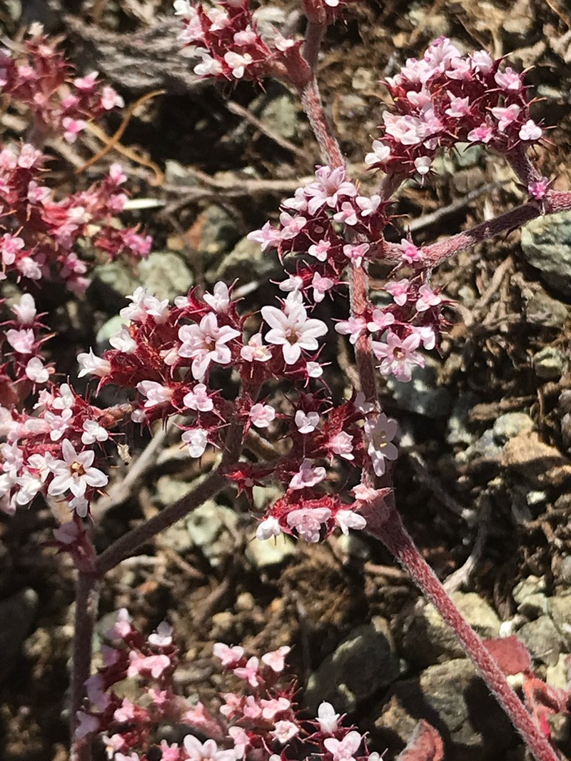 San Luis Obispo Spineflower