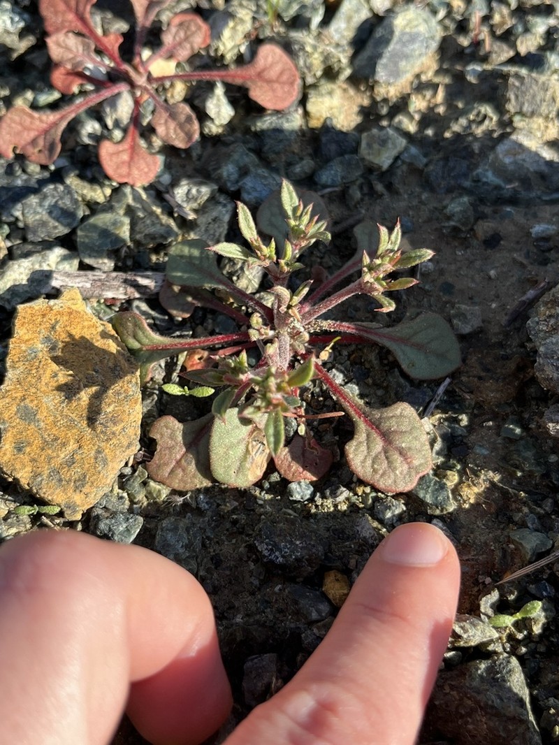 San Luis Obispo Spineflower photo 2