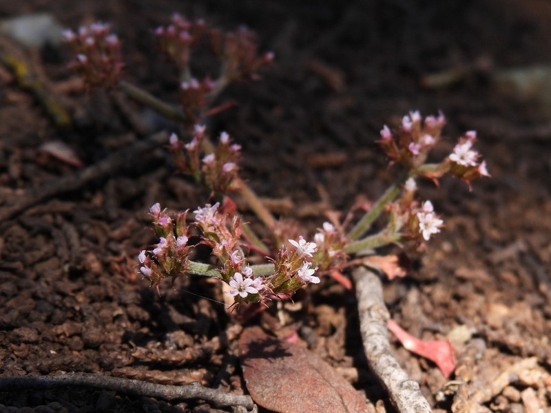 San Luis Obispo Spineflower photo 3
