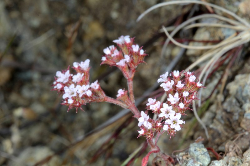 San Luis Obispo Spineflower photo 5