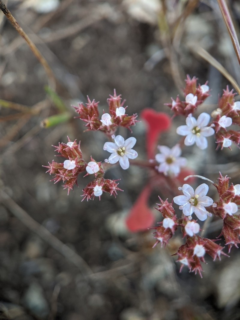 San Luis Obispo Spineflower photo 6