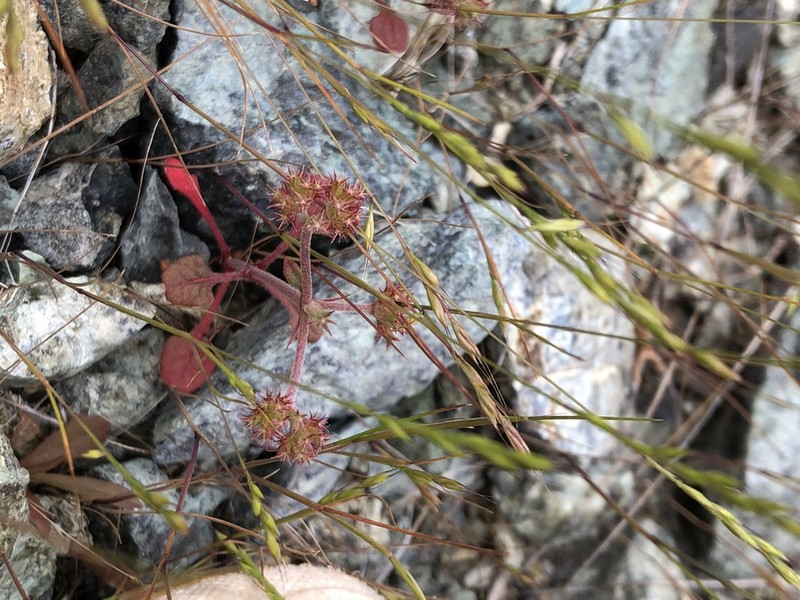 San Luis Obispo Spineflower photo 7