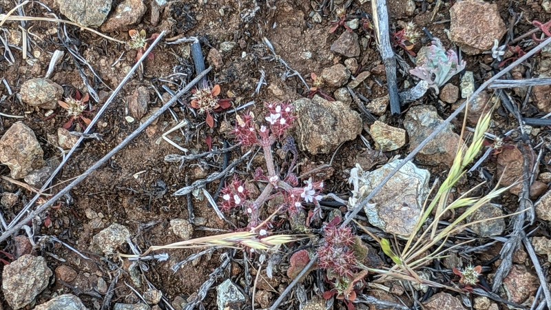 San Luis Obispo Spineflower photo 8