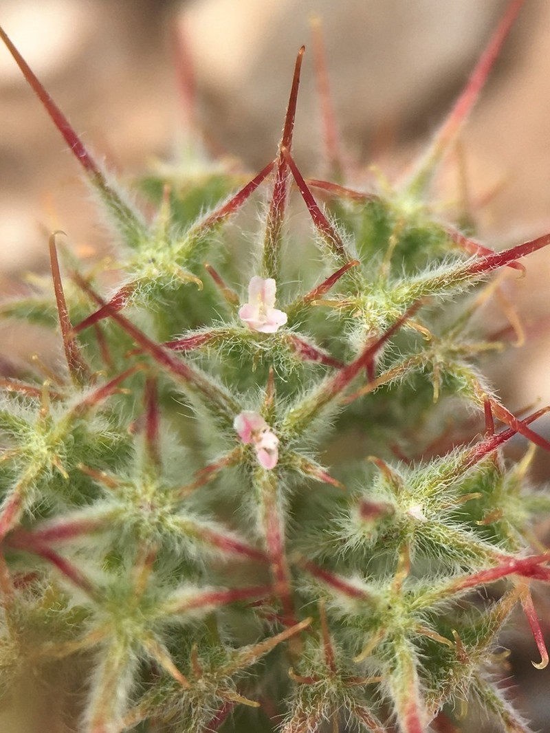 Cleveland's Spineflower