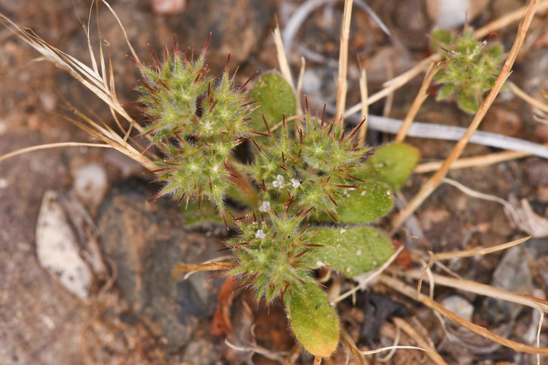 Cleveland's Spineflower photo 2