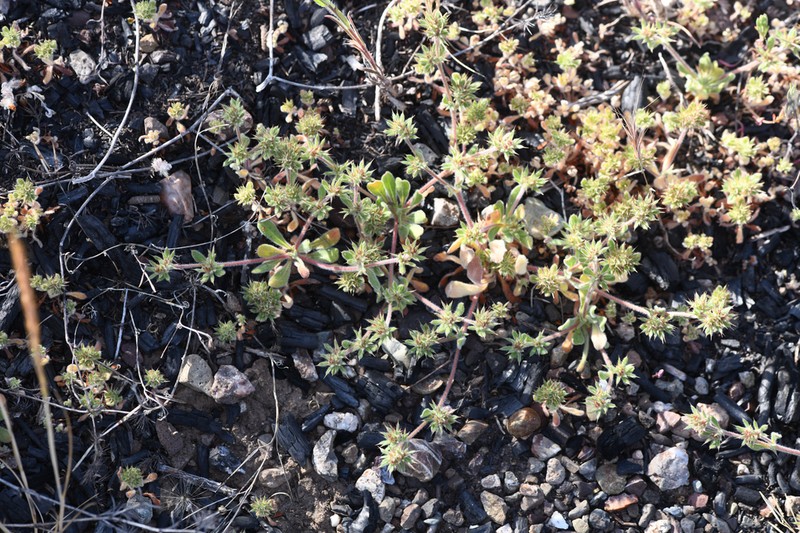 Cleveland's Spineflower photo 3