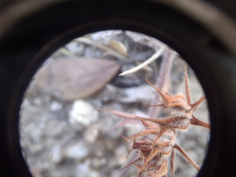 Cleveland's Spineflower photo 5
