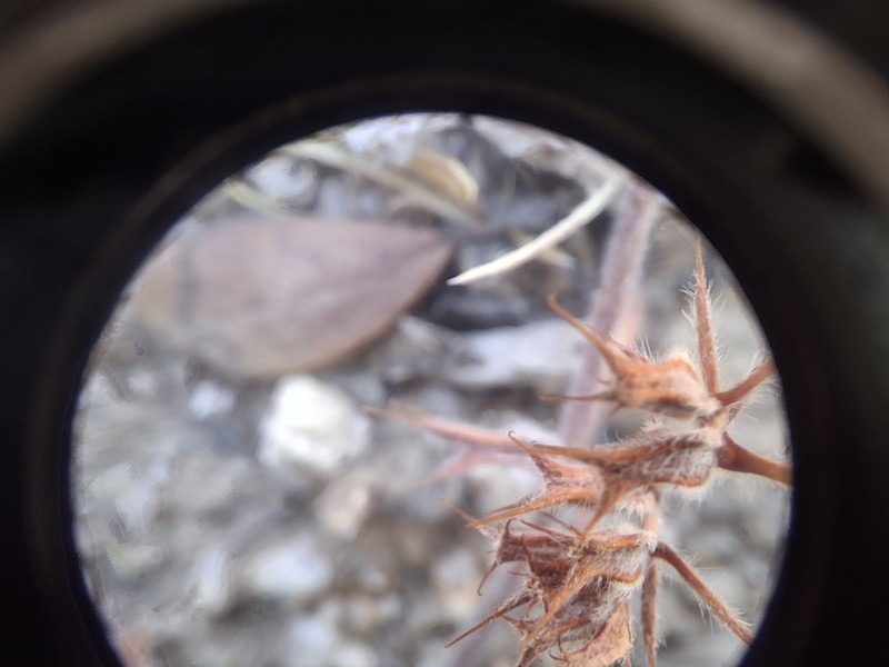 Cleveland's Spineflower photo 7