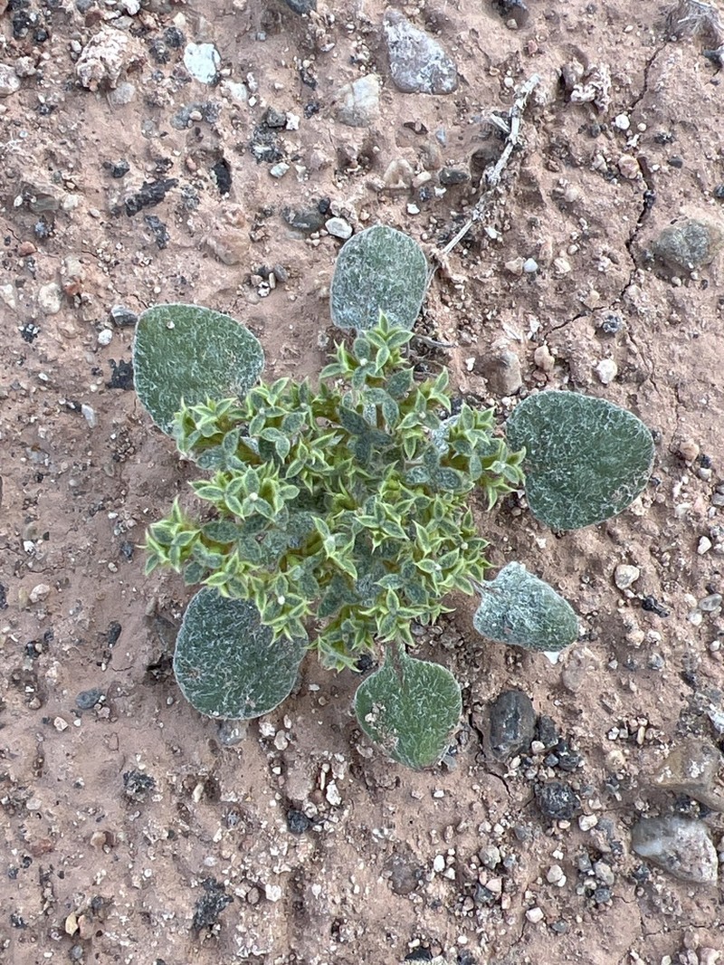 Wrinkled Spineflower photo 2