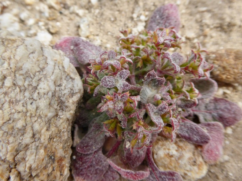 Wrinkled Spineflower photo 5