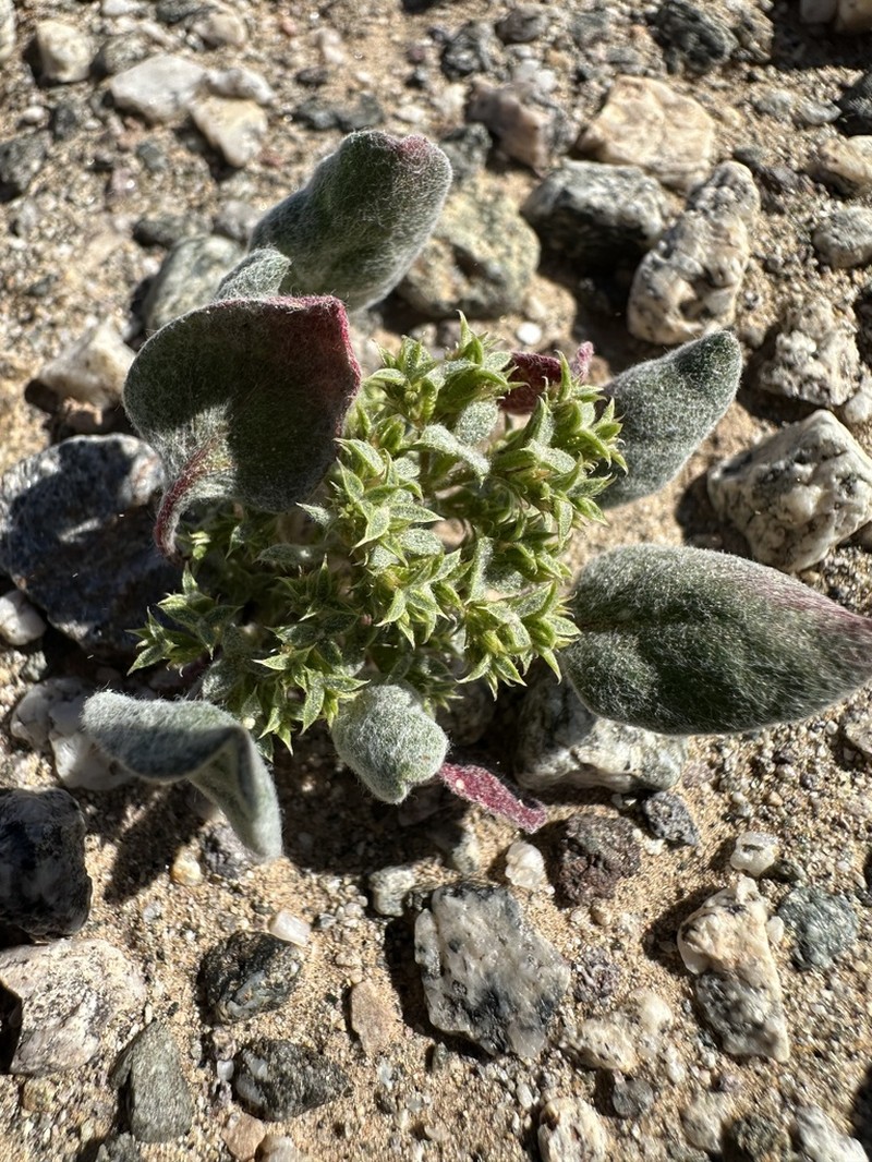 Wrinkled Spineflower photo 7