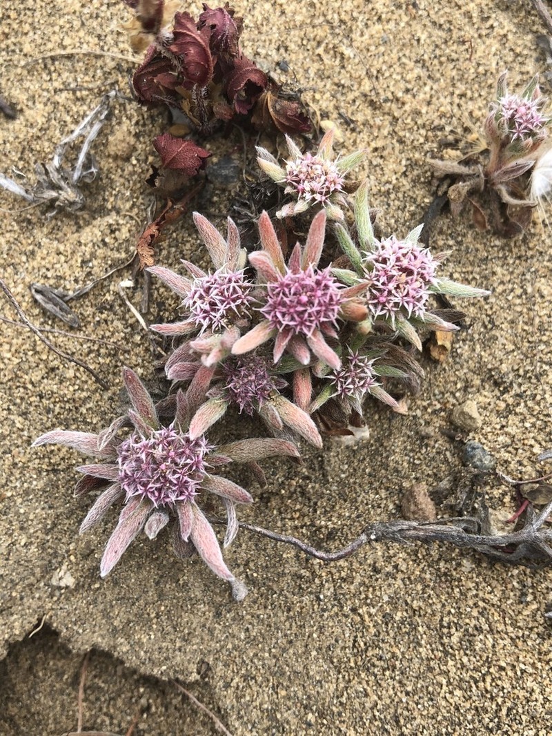 San Francisco Spineflower
