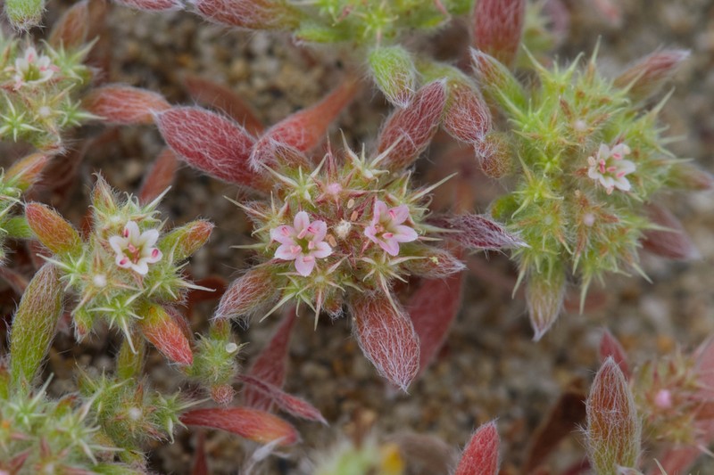 San Francisco Spineflower photo 2