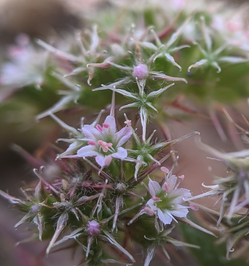 San Francisco Spineflower photo 3