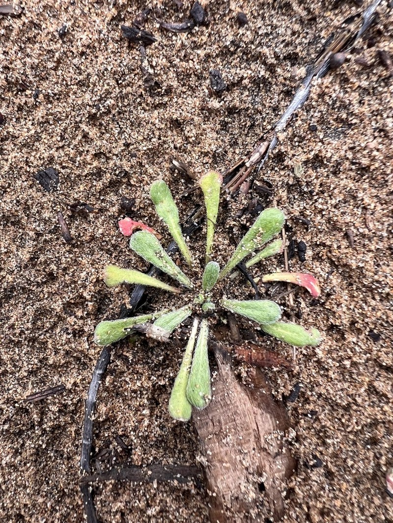 San Francisco Spineflower photo 4