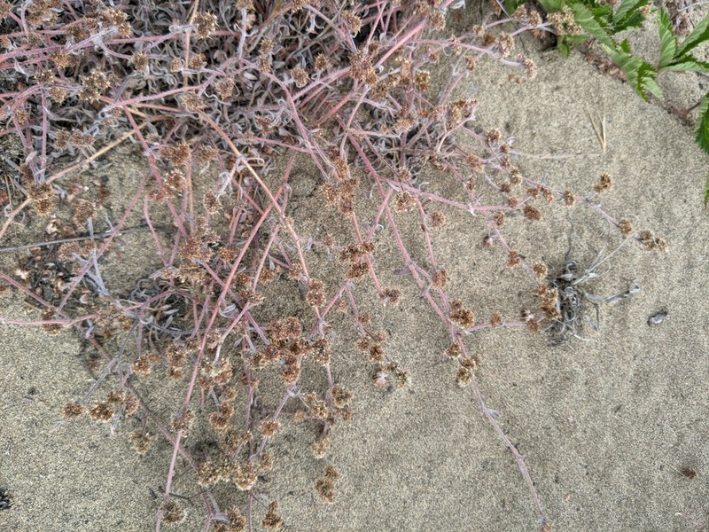 San Francisco Spineflower photo 5