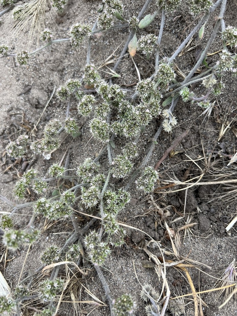San Francisco Spineflower photo 6