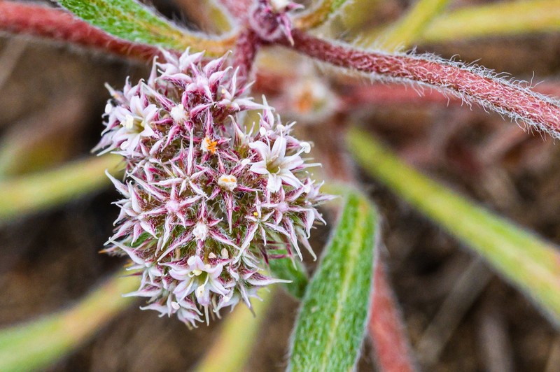 San Francisco Spineflower photo 7